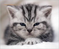 /album/fenykepgaleria/a1222274728-jpg1/