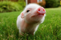 /album/fenykepgaleria/minimalac-608x403-png/