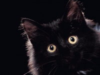 /album/fenykepgaleria/n-macskas2-gif/