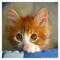 /album/fenykepgaleria/pic15194-jpg/