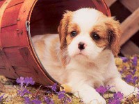 /album/fenykepgaleria/vicces-kepek-5-jpg/